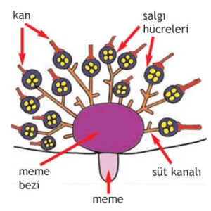 Kan Dolaşımı ve Süt 2 nahl 66 leche